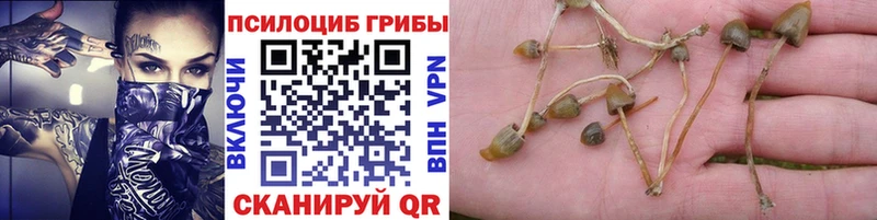 Галлюциногенные грибы Cubensis  хочу   Кедровый 